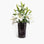 YALI A NASTRO VASE BLACK